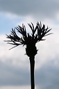 Perenial Cornflower silouhetted against the sky