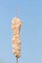 A Bulrush seed head ready to disperse its seed against an early morning blue sky at Titchwell Nature Reserve