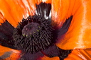 Papaver orientalis anthers and stigma surrounded by its petals