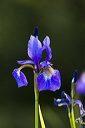 Flag Iris 