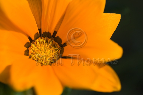 An orange Gazania bloom fully open in the sunlight