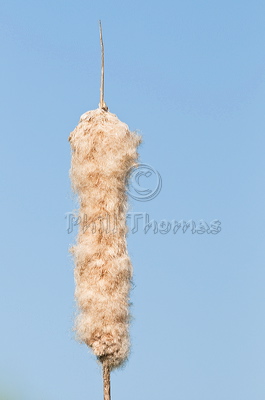 A Bulrush seed head ready to disperse its seed against an early morning blue sky at Titchwell Nature Reserve