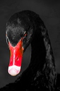 A portrait of a Black Swan