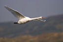 MUTE SWAN, (Cygnus olor), flying up the Ogmore estuary with the Merthyr Mawr sand dunes in the background. 