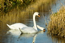 A Pair of Swans foraging in the redbeds at Kenfig Pool Kenfig Nature Reserve South Wales