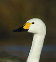 Bewick's Swan (Cygnus columbianus bewickii) showing bill colouration and shape detail