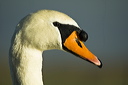 Mute Swan Head with water droplets Portrait 