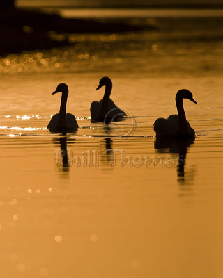 Three Mute swans glide upriver as the sunsets at Ogmore by Sea