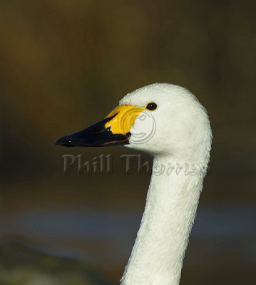 Bewick's Swan (Cygnus columbianus bewickii) showing bill colouration and shape detail