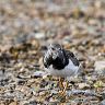 Turnstone