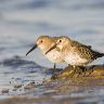 Two Dunlin adopt the same pose while feeding on the waters edge at Brancaster.