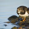 Turnstone surveying the edges of the Ogmore estuary for food