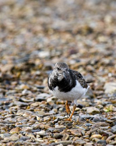 Turnstone