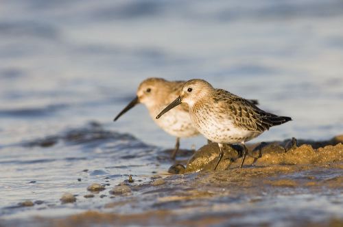Two Dunlin adopt the same pose while feeding on the waters edge at Brancaster.
