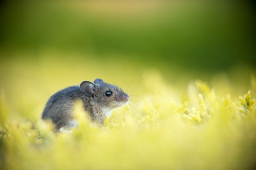 British Wildlife Photography Awards